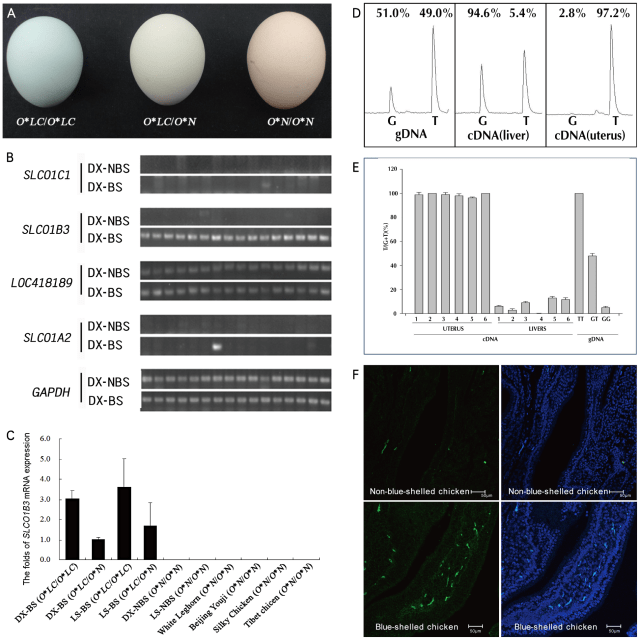 journal.pgen.1003183.g001