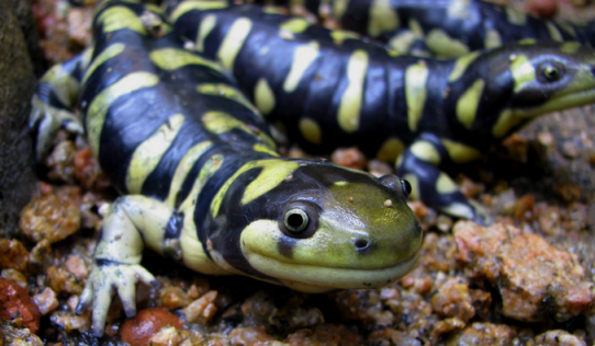 Salamandra_Tigre
