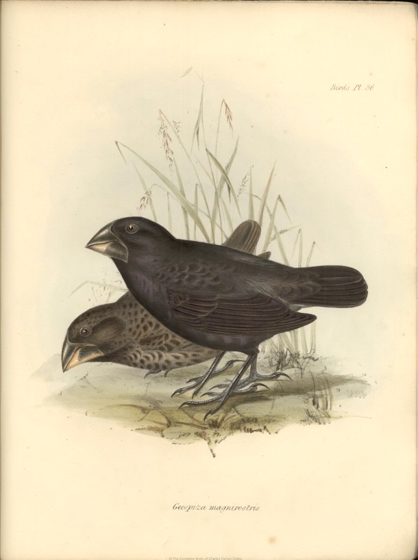 1839_Zoology_F8.11_fig067