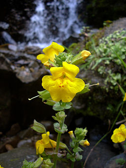 Yellow_monkeyflower