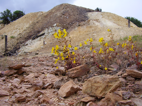 journal.pbio.1001498.g001